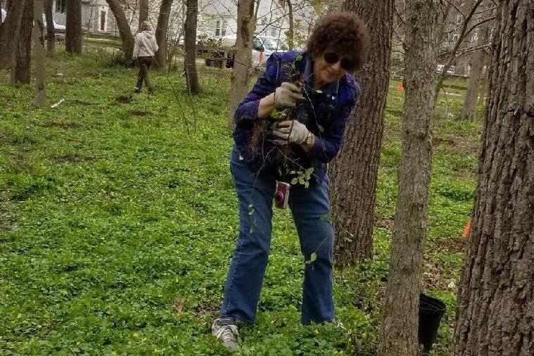 Volunteer holding a small tree or shrub during the Arbor Day planting
