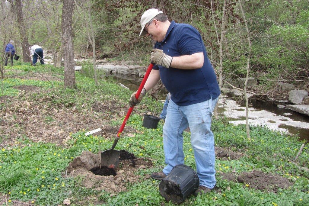 Volunteer digging a planting hole beside a creek