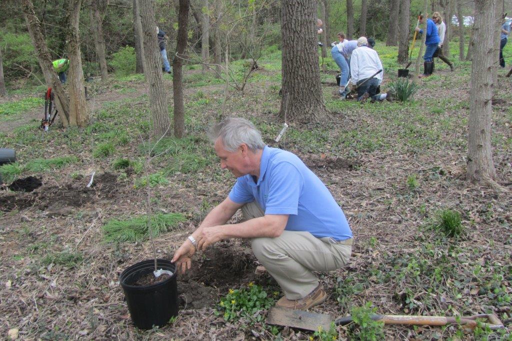 Volunteer placing a young tree in a planting hole