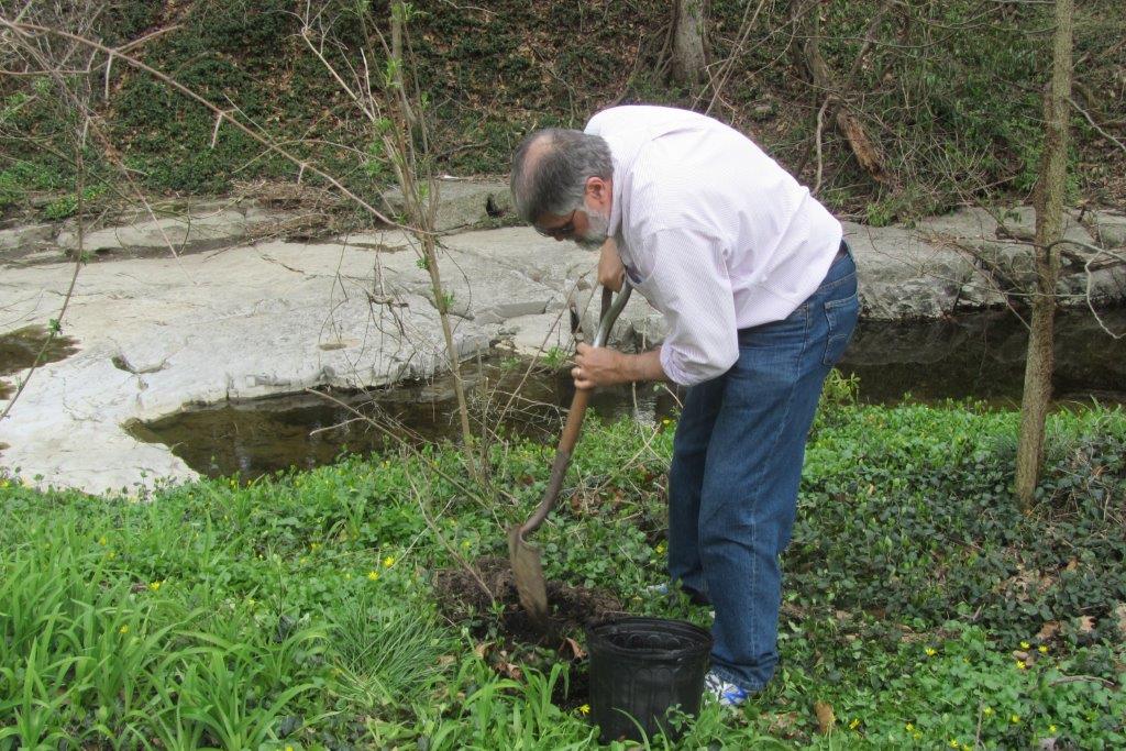 Volunteer digging a planting hole near a creek