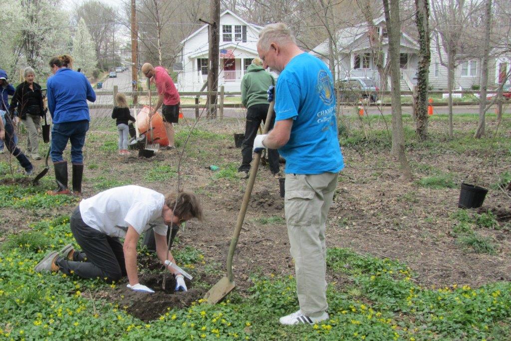 Volunteers planting trees together at the wooded site