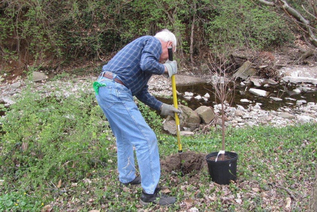 Volunteer planting a young tree beside a creek