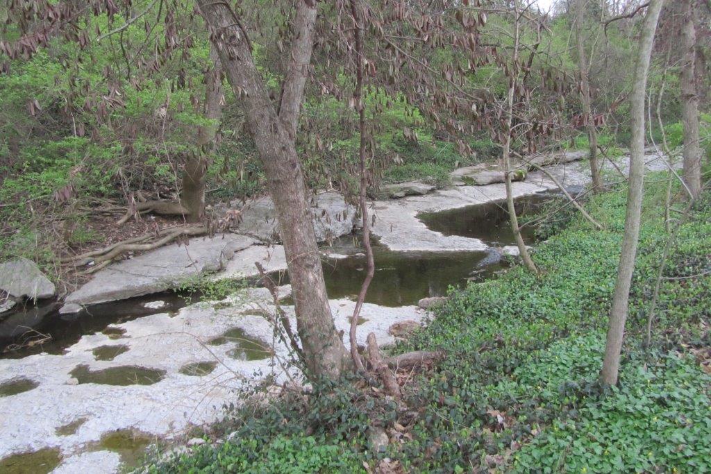 A creek winding through the tree planting site