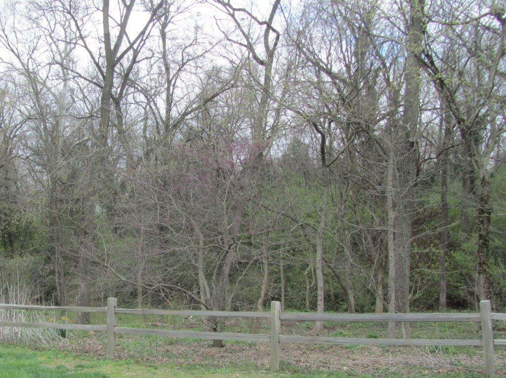 Wooded planting site viewed from beside a fence