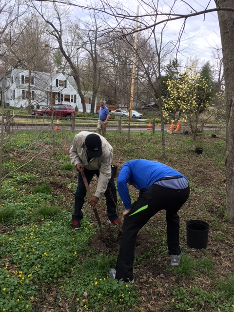 Two volunteers digging in the wooded planting area
