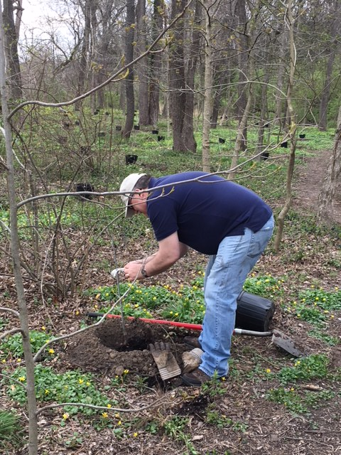 Volunteer leaning over a newly planted tree in the woods