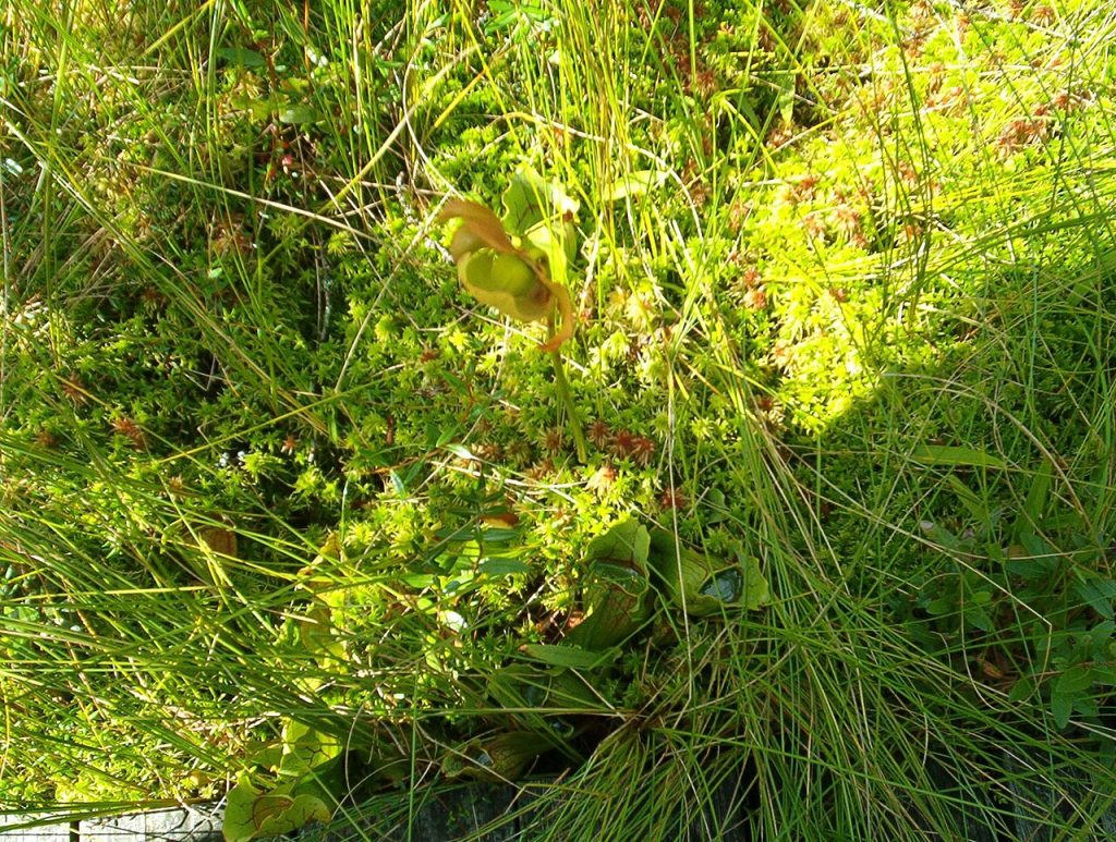 Pitcher plants growing in a bog