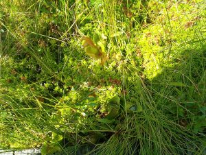Pitcher plants growing in a bog