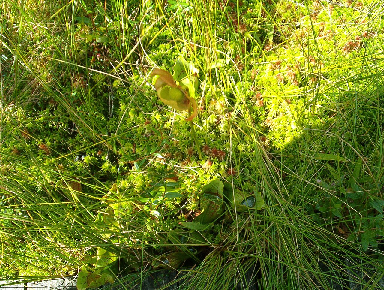 Pitcher plants growing in a bog