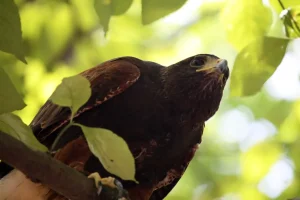 A trained Harris’s hawk