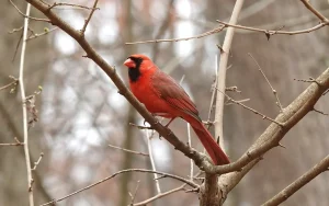 A male northern cardinal perched on a tree branch